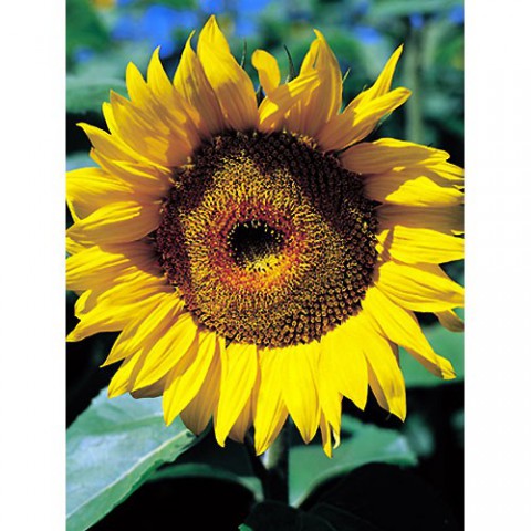 Junker Verlag GmbH Religi&ouml;se Gru&szlig;karten Geburtstag, Fr&uuml;hling, Sommer, Geburtstagskarte: SONNENBLUME; Faltkarte Format geschlossen DIN A6