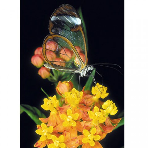 Junker Verlag GmbH Gru&szlig;karten Geburtstag, Fr&uuml;hling, Sommer, Geburtstagskarte: SCHMETTERLING; Faltkarte Format geschlossen DIN A6