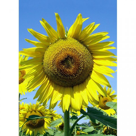Junker Verlag GmbH Gru&szlig;karten Geburtstag, Fr&uuml;hling, Sommer, Geburtstagskarte: SONNENBLUME; Faltkarte Format geschlossen DIN A6, 10 St&uuml;ck