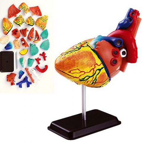 Eduplay 120102 - 3D-Puzzle Anatomie Modell Herz