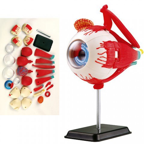 Eduplay 120100 - 3D-Puzzle Anatomie Modell Auge