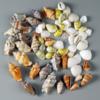 Muscheln